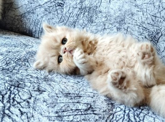 Safkan Sağlıklı İran Bebekler görsel