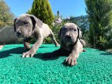 Show Kalite Blue Cane Corso Yavrularımız 
