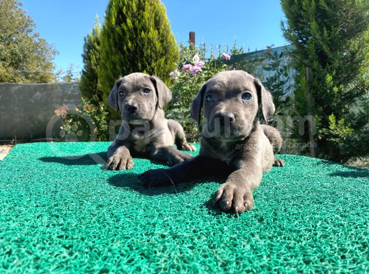 Show Kalite Blue Cane Corso Yavrularımız 