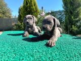 Show Kalite Blue Cane Corso Yavrularımız 