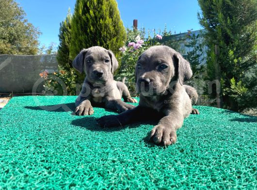 Show Kalite Blue Cane Corso Yavrularımız  görsel