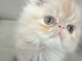 Safkan sağlıklı İran bebekler
