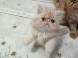Safkan Sağlıklı İran Bebekler