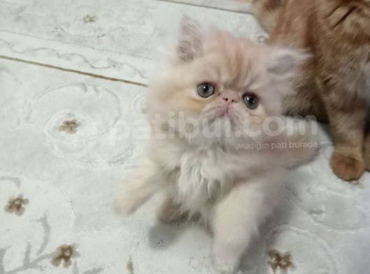 Safkan Sağlıklı İran Bebekler görsel