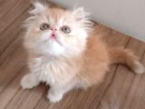 Safkan Şecereli İran Bebekler