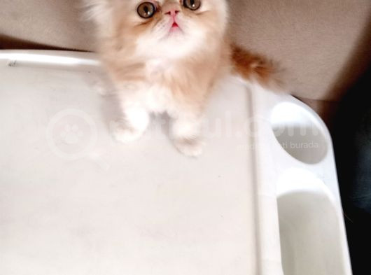Safkan Sağlıklı İran Bebekler görsel