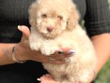 Pembe Burunlu Maltipoo Yavruları