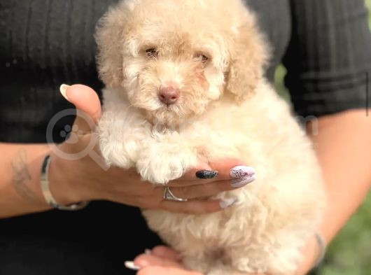 Pembe Burunlu Maltipoo Yavruları
