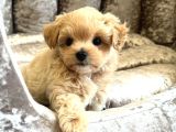 ORİJİNAL GÜLEN YÜZ MALTİPOO BEBEKLER