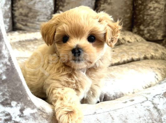 Ori̇ji̇nal Gülen Yüz Malti̇poo Bebekler