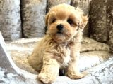 Ori̇ji̇nal Gülen Yüz Malti̇poo Bebekler