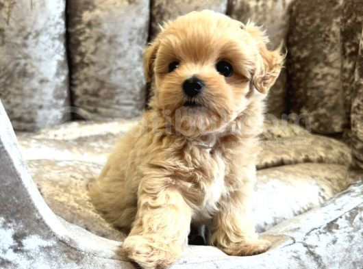 Ori̇ji̇nal Gülen Yüz Malti̇poo Bebekler görsel