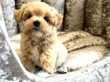 Ori̇ji̇nal Gülen Yüz Malti̇poo Bebekler
