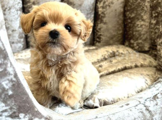 Ori̇ji̇nal Gülen Yüz Malti̇poo Bebekler görsel