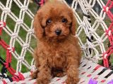 ANTİALERJİK YAPILI TOY POODLE YAVRULAR