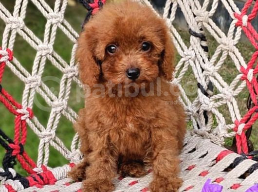 Anti̇alerji̇k Yapili Toy Poodle Yavrular