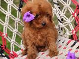 Anti̇alerji̇k Yapili Toy Poodle Yavrular