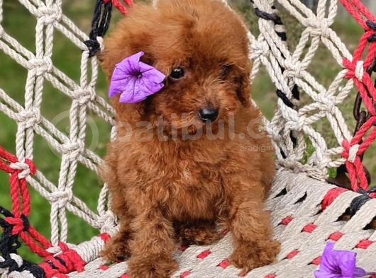 Anti̇alerji̇k Yapili Toy Poodle Yavrular görsel