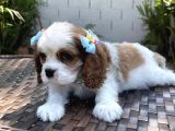 Cavalier King Charles Yavruları