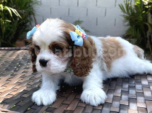 Cavalier King Charles Yavruları görsel