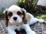 Cavalier King Charles Yavruları