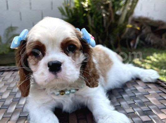 Cavalier King Charles Yavruları