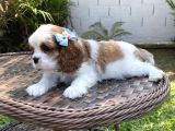 Cavalier King Charles Yavruları
