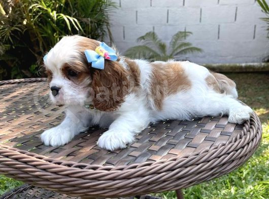 Cavalier King Charles Yavruları görsel