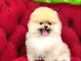muhteşem güzellikte pomeranian bebekler