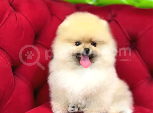 Muhteşem Güzellikte Pomeranian Bebekler