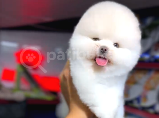 Hayatınıza Neşe Katacak  Pomeranian Yavrular Sizi Bekliyor görsel