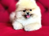 Muhteşem Güzellikte Pomeranian Bebekler