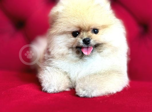 Muhteşem Güzellikte Pomeranian Bebekler görsel