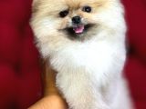 Muhteşem Güzellikte Pomeranian Bebekler