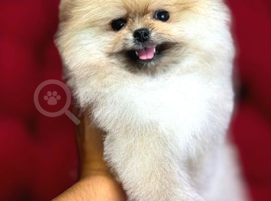 Muhteşem Güzellikte Pomeranian Bebekler görsel