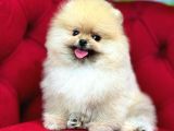 Muhteşem Güzellikte Pomeranian Bebekler
