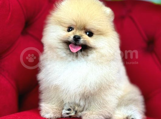 Muhteşem Güzellikte Pomeranian Bebekler görsel