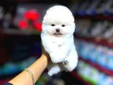 Hayatınıza Neşe Katacak  Pomeranian Yavrular Sizi Bekliyor