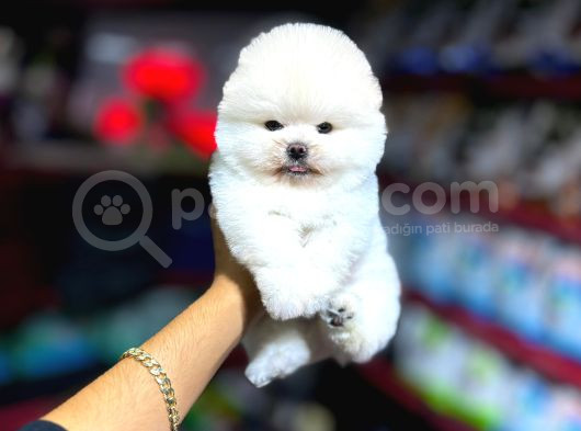Hayatınıza Neşe Katacak  Pomeranian Yavrular Sizi Bekliyor görsel