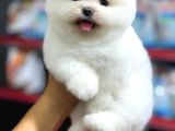 Hayatınıza Neşe Katacak  Pomeranian Yavrular Sizi Bekliyor