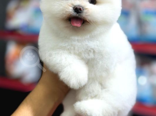 Hayatınıza Neşe Katacak  Pomeranian Yavrular Sizi Bekliyor