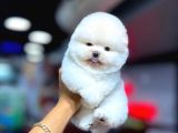 Hayatınıza Neşe Katacak  Pomeranian Yavrular Sizi Bekliyor