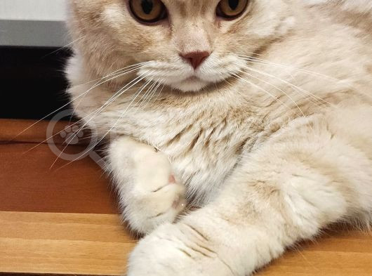 Biriciğimize Sıcak Bir Ev Sevgi Dolu Bir Sahip Arıyoruz görsel