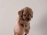 Safkan Toy Poodle Bebekler