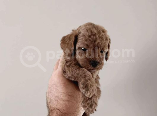 Safkan Toy Poodle Bebekler görsel