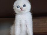 Mavi Gözlü Ve Yeşil Gözlü Scottish Fold Ve British Shorthair