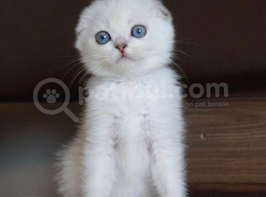 Mavi Gözlü Ve Yeşil Gözlü Scottish Fold Ve British Shorthair görsel