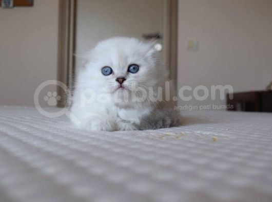 Mavi Gözlü Ve Yeşil Gözlü Scottish Fold Ve British Shorthair görsel