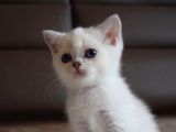 Mavi Gözlü Ve Yeşil Gözlü Scottish Fold Ve British Shorthair