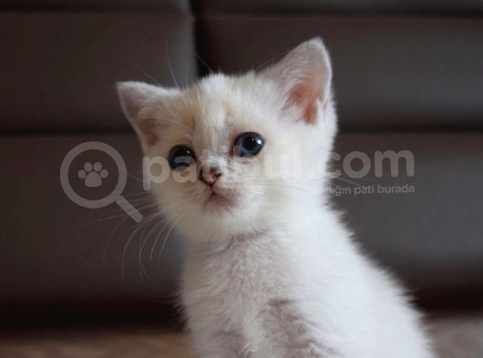 Mavi Gözlü Ve Yeşil Gözlü Scottish Fold Ve British Shorthair görsel